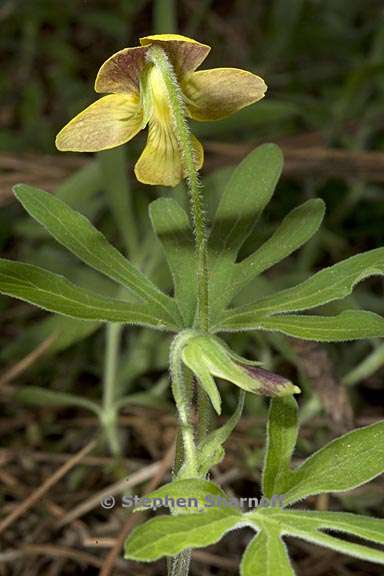 viola lobata ssp lobata 11 graphic